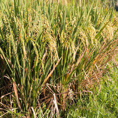 Ripe rice close-up in sunny weather on a rice field