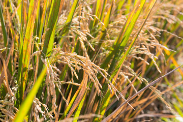 Ripe rice close-up on a sunny day