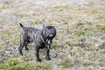 Black charismatic French bulldog on a walk. clever dog.
