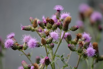 Ackerkratzdistel mit violetten Blüten