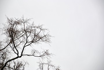 detail of a plant in a foggy day