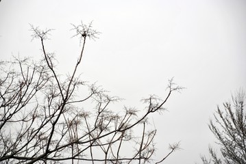 detail of a plant in a foggy day