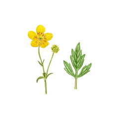 meadow flowers, watercolor hand drawn wild summer flowers botanical illustration. Can be used as print, invitation, packaging design, textile, greeting card, element design, label.