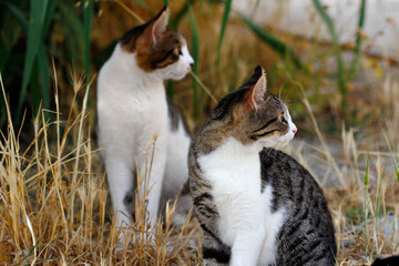 Portrait of two feral multicolored cats in the countryside