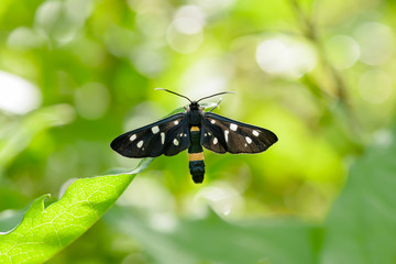 Nine spotted moth