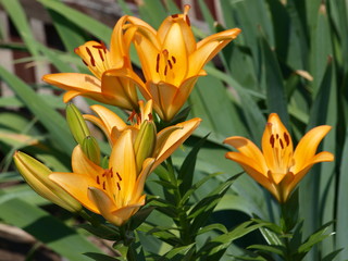 Obraz premium Bush of lilies