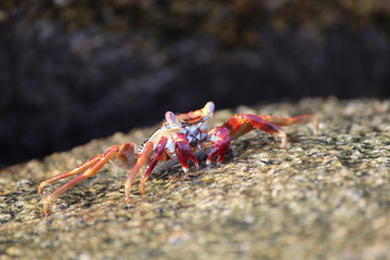 Crab on the coast of colombia