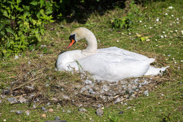 White swan in nest