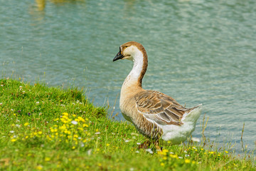 Duck walking on the grass on the bank