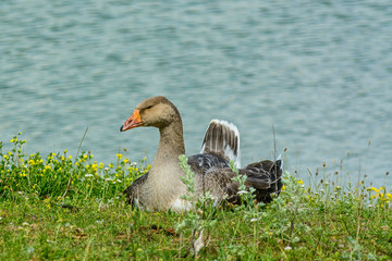 Duck walking on the grass on the bank