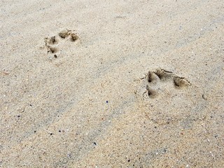 traces of paws of an animal on the sand