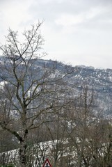 Fototapeta premium detail of a plant in a foggy day