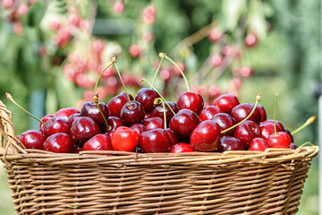 basket with ripe sweet cherries