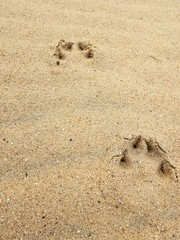 traces of dog's paws in the sand