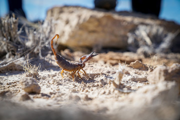 Burrowing scorpion in Namibia