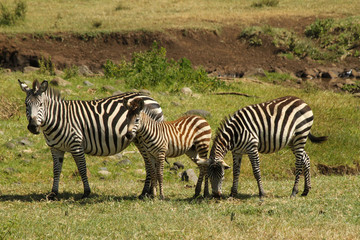 Fototapeta na wymiar Young Zebra 