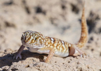 Giant dune gecko in Namibia