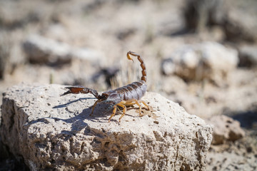 Burrowing scorpion in Namibia