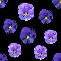 Seamless pattern of   blue, violet  Pansy on bkack  background