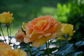 Stunning orange rose admires its splendor.