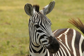 Fototapeta na wymiar Curious Zebra