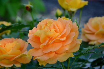 Stunning orange rose admires its splendor.