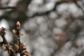 detail of a pink flower blossom
