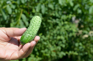 Naklejka na ściany i meble Young fresh cucumbers in the palm of your hand.