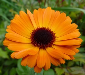 orange flower of calendula daisy with long petals on green background close-up of summer garden
