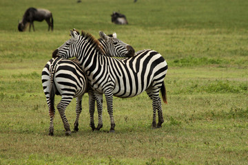 Fototapeta na wymiar Couple of Zebras Resting their Heads