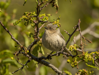 Bushtit
