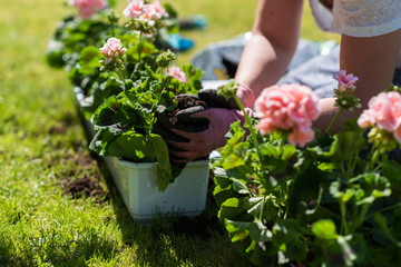 Woman planting flowers in the garden