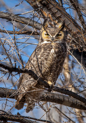 Great Horned Owl