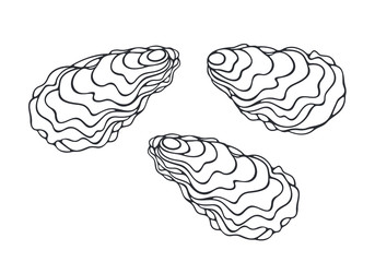 Oyster set. Isolated oyster  on white background