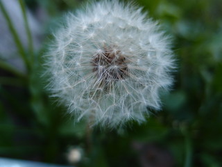 Dandelion flower closeup
