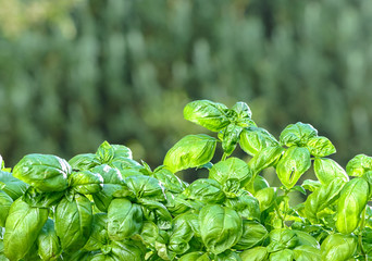 basil plant in a pot
