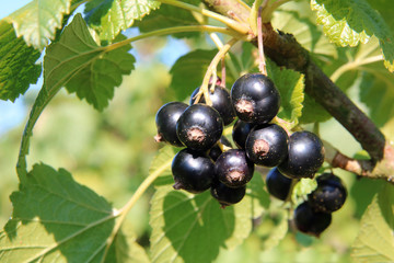 Schwarze Johannisbeeren © RRF