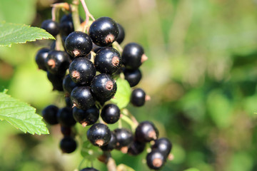 Schwarze Johannisbeeren