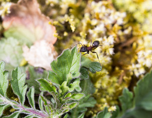 Walk over old mining area