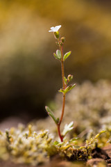 Walk over old mining area