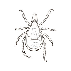 Tick parasite isolated on white background. Vector illustration