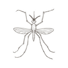 Mosquito isolated on white background. Vector illustration