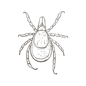 black and white tick insect drawing clip art preview