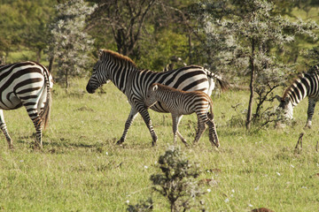 Fototapeta na wymiar Young Zebra with Mom