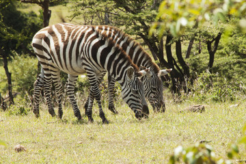 Fototapeta na wymiar Pair of Zebras