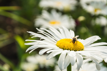Obraz premium Blooming chamomile in the garden