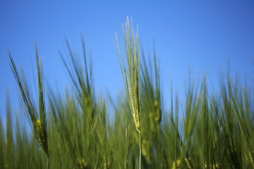 Rye ears in summer in the field
