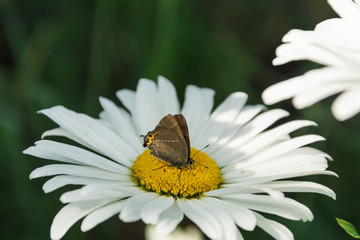 Blooming chamomile in the garden
