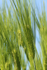 Rye ears in summer in the field
