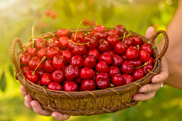 Tasty cherries in a wooden basket holding a female hand in the background a blurred cherry set